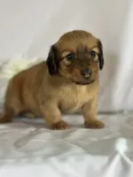 Dasher, a female Miniature Dachshund for sale in Mayslick, KY – 2 of 10