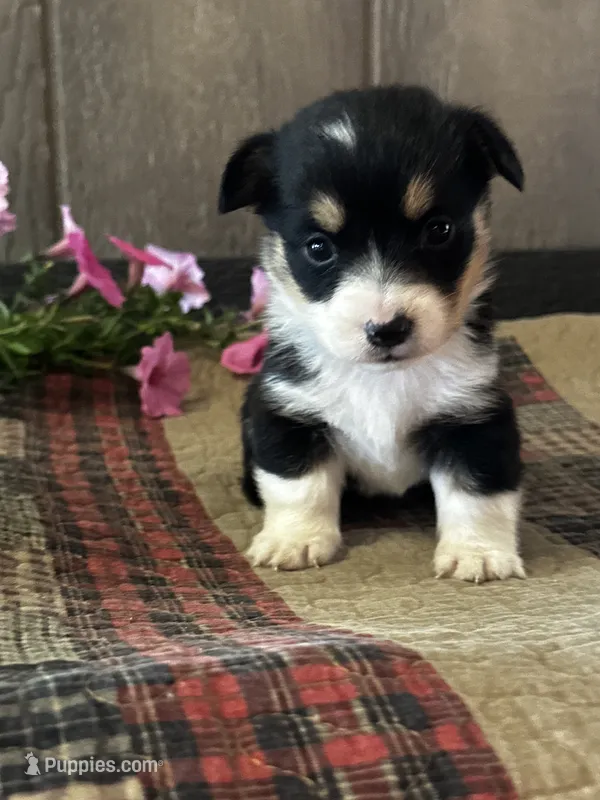 AKC Paisley – Pembroke Welsh Corgi puppy for sale in Mayslick, KY