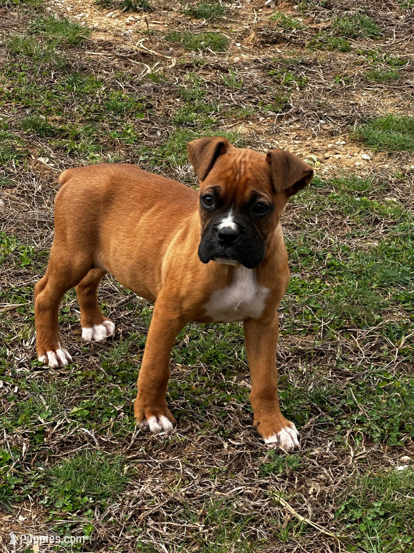 Bruno – Boxer puppy for sale in Mayslick, KY