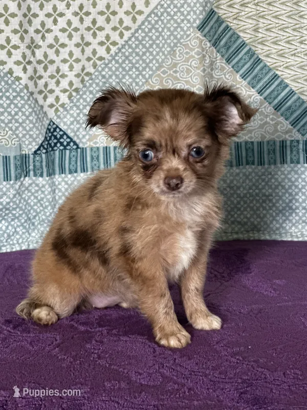 AKC Cassandra – Chihuahua puppy for sale in Mayslick, KY