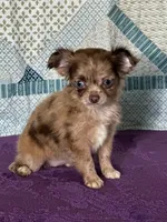 AKC Cassandra, a female Chihuahua for sale in Mayslick, KY – 7 of 10