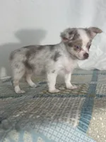 CKC Claudia, a female Chihuahua for sale in Mayslick, KY – 6 of 10
