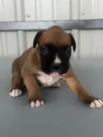 Brenda, a female Boxer for sale in Mayslick, KY – 5 of 7