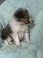 AKC Shep, a male Shetland Sheepdog for sale in Mayslick, KY – 6 of 10