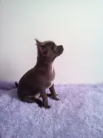 CKC Calypso, a female Chihuahua for sale in Mayslick, KY – 5 of 10