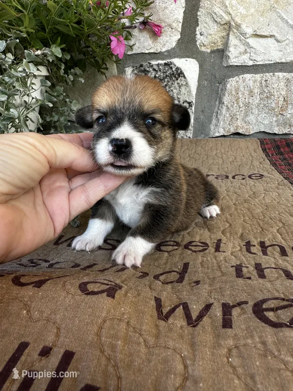 AKC Prince – Pembroke Welsh Corgi puppy for sale in Mayslick, KY