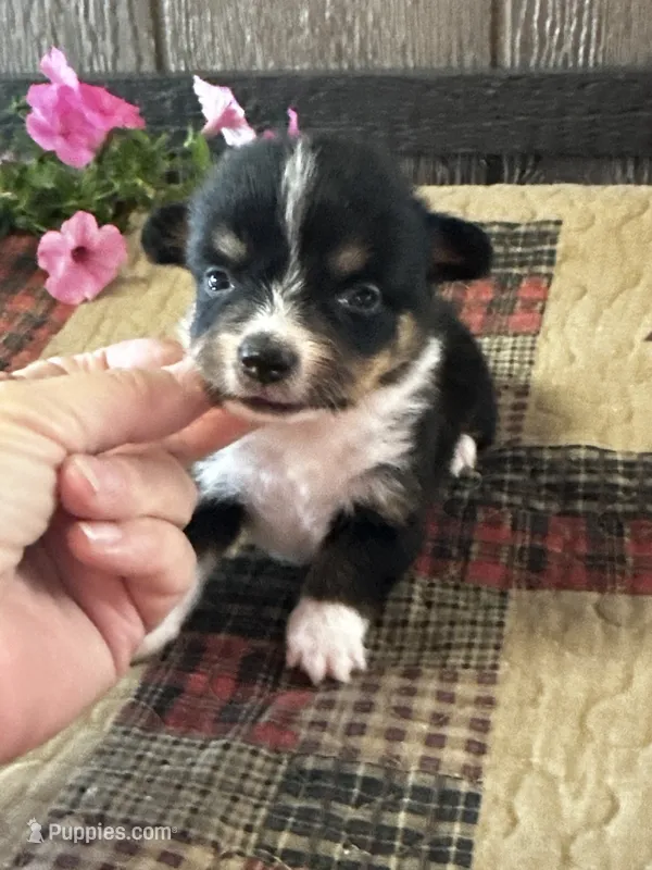 Pogo – Pembroke Welsh Corgi puppy for sale in Mayslick, KY
