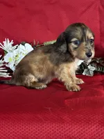 Darcy, a female Miniature Dachshund for sale in Mayslick, KY – 4 of 9