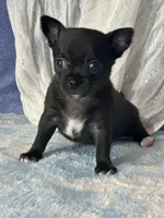 Camille, a female Chihuahua for sale in Mayslick, KY – 3 of 9