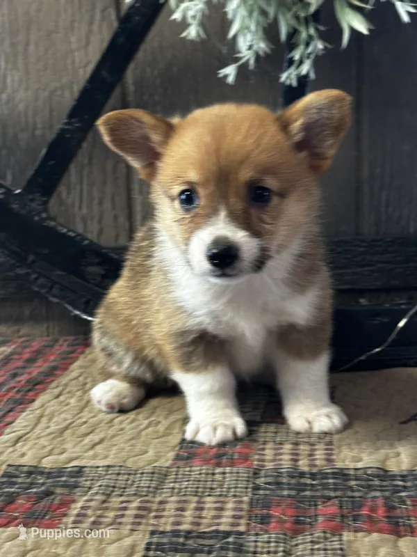 Prissy – Pembroke Welsh Corgi puppy for sale in Mayslick, KY
