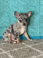 CKC Chet, a male Chihuahua for sale in Mayslick, KY – Photo 5 of 9