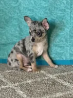 CKC Chet, a male Chihuahua for sale in Mayslick, KY – Photo 6 of 9