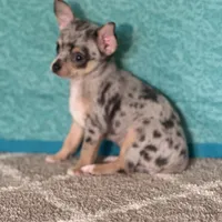 CKC Chet, a male Chihuahua for sale in Mayslick, KY – Photo 4 of 6