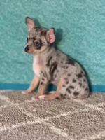 CKC Chet, a male Chihuahua for sale in Mayslick, KY – Photo 7 of 9