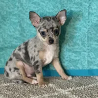 CKC Chet, a male Chihuahua for sale in Mayslick, KY – Photo 1 of 6