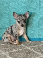 CKC Chet, a male Chihuahua for sale in Mayslick, KY – Photo 3 of 9