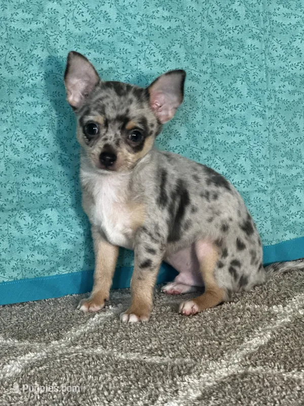 CKC Chet – Chihuahua puppy for sale in Mayslick, KY