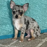 CKC Chet, a male Chihuahua for sale in Mayslick, KY – Photo 6 of 6