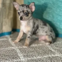 CKC Chet, a male Chihuahua for sale in Mayslick, KY – Photo 5 of 6