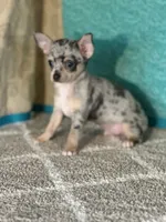 CKC Chet, a male Chihuahua for sale in Mayslick, KY – Photo 8 of 9