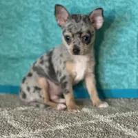 CKC Chet, a male Chihuahua for sale in Mayslick, KY – Photo 3 of 6