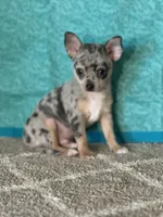 CKC Chet, a male Chihuahua for sale in Mayslick, KY – Photo 2 of 9