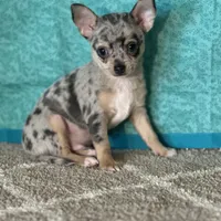 CKC Chet, a male Chihuahua for sale in Mayslick, KY – Photo 2 of 6