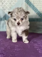 AKC Carla, a female Chihuahua for sale in Mayslick, KY – 2 of 9