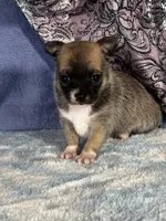 CKC Carmen, a female Chihuahua for sale in Mayslick, KY – 4 of 10