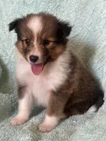 AKC Shiloh, a male Shetland Sheepdog for sale in Mayslick, KY – 1 of 10