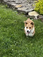 AKC Preston, a male Pembroke Welsh Corgi for sale in Mayslick, KY – 3 of 10