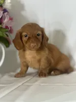 Dana (long-haired) , a female Miniature Dachshund for sale in Mayslick, KY – 4 of 9