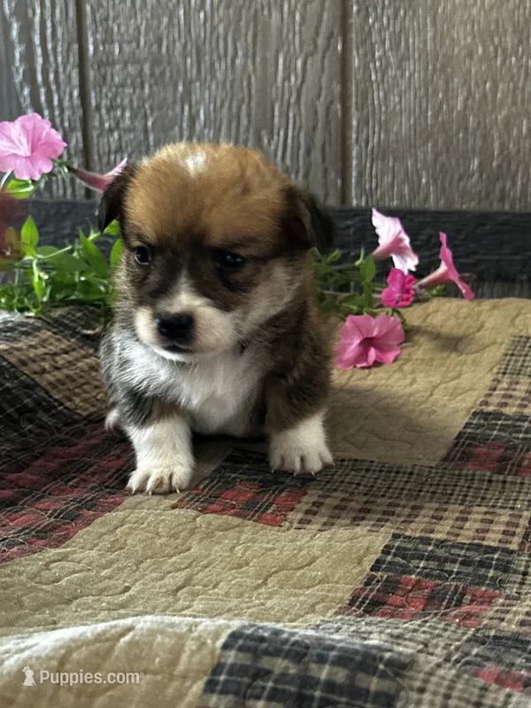 Presley – Pembroke Welsh Corgi puppy for sale in Mayslick, KY