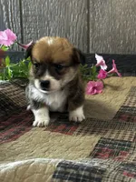 Presley, a male Pembroke Welsh Corgi for sale in Mayslick, KY – 6 of 6