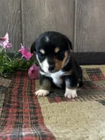 Paige, a female Pembroke Welsh Corgi for sale in Mayslick, KY – 5 of 8