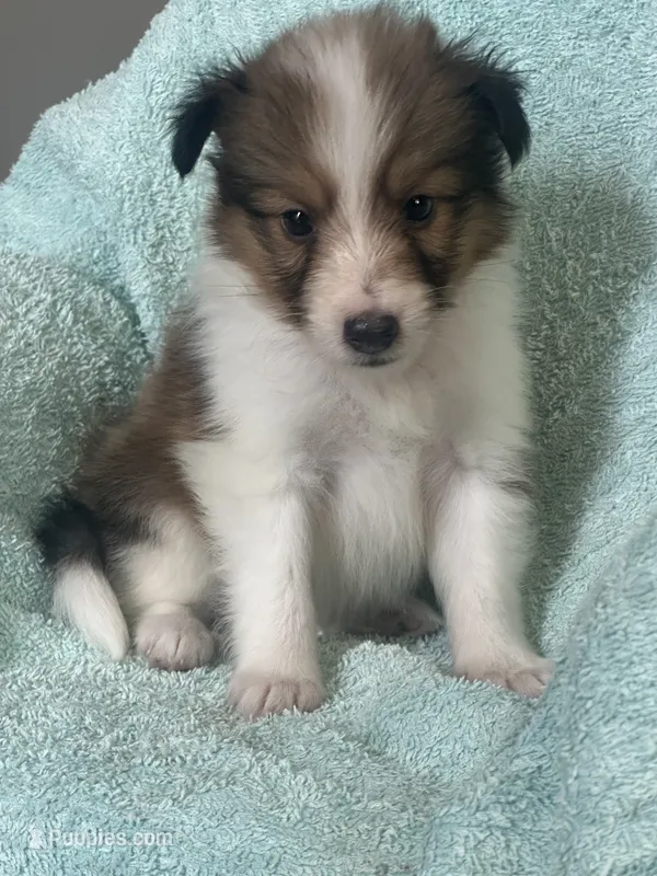 Shep – Shetland Sheepdog puppy for sale in Mayslick, KY
