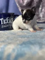 Chica, a female Chihuahua for sale in Mayslick, KY – 4 of 9