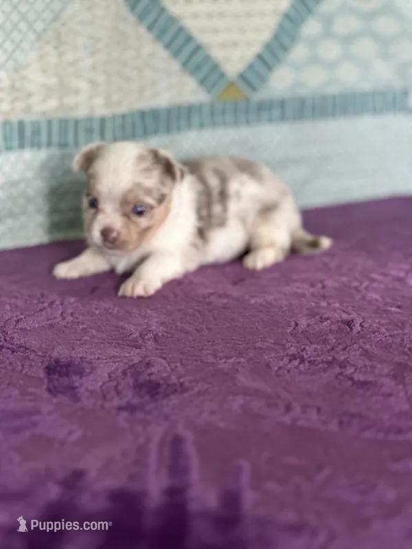 CKC Claudia – Chihuahua puppy for sale in Mayslick, KY