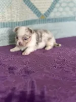 CKC Claudia, a female Chihuahua for sale in Mayslick, KY – 7 of 10