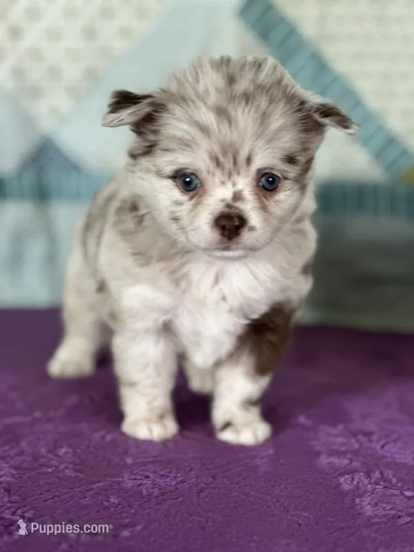 AKC Carla – Chihuahua puppy for sale in Mayslick, KY