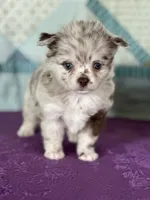 AKC Carla, a female Chihuahua for sale in Mayslick, KY – 1 of 9
