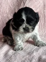 Shyla, a female Shih Tzu for sale in Mayslick, KY – 2 of 9
