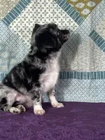 AKC Calvin, a male Chihuahua for sale in Mayslick, KY – 5 of 10