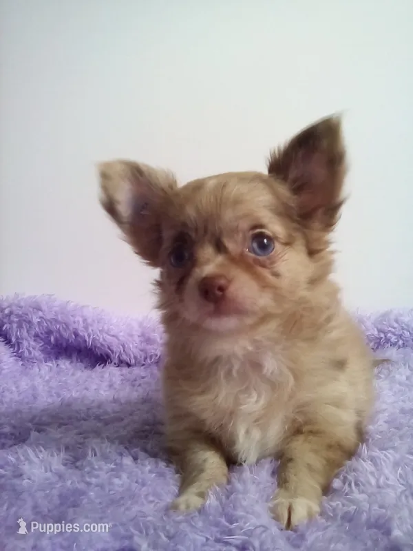 AKC Cassandra – Chihuahua puppy for sale in Mayslick, KY