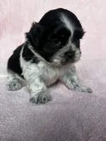 Shyla, a female Shih Tzu for sale in Mayslick, KY – 4 of 9