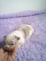 AKC Claudia, a female Chihuahua for sale in Mayslick, KY – 2 of 3