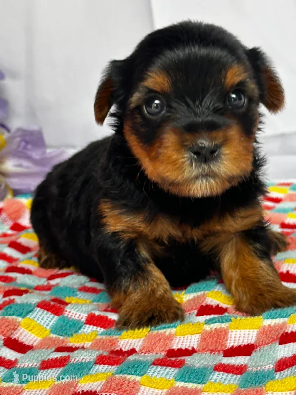 Yolanda – Yorkshire Terrier puppy for sale in Mayslick, KY