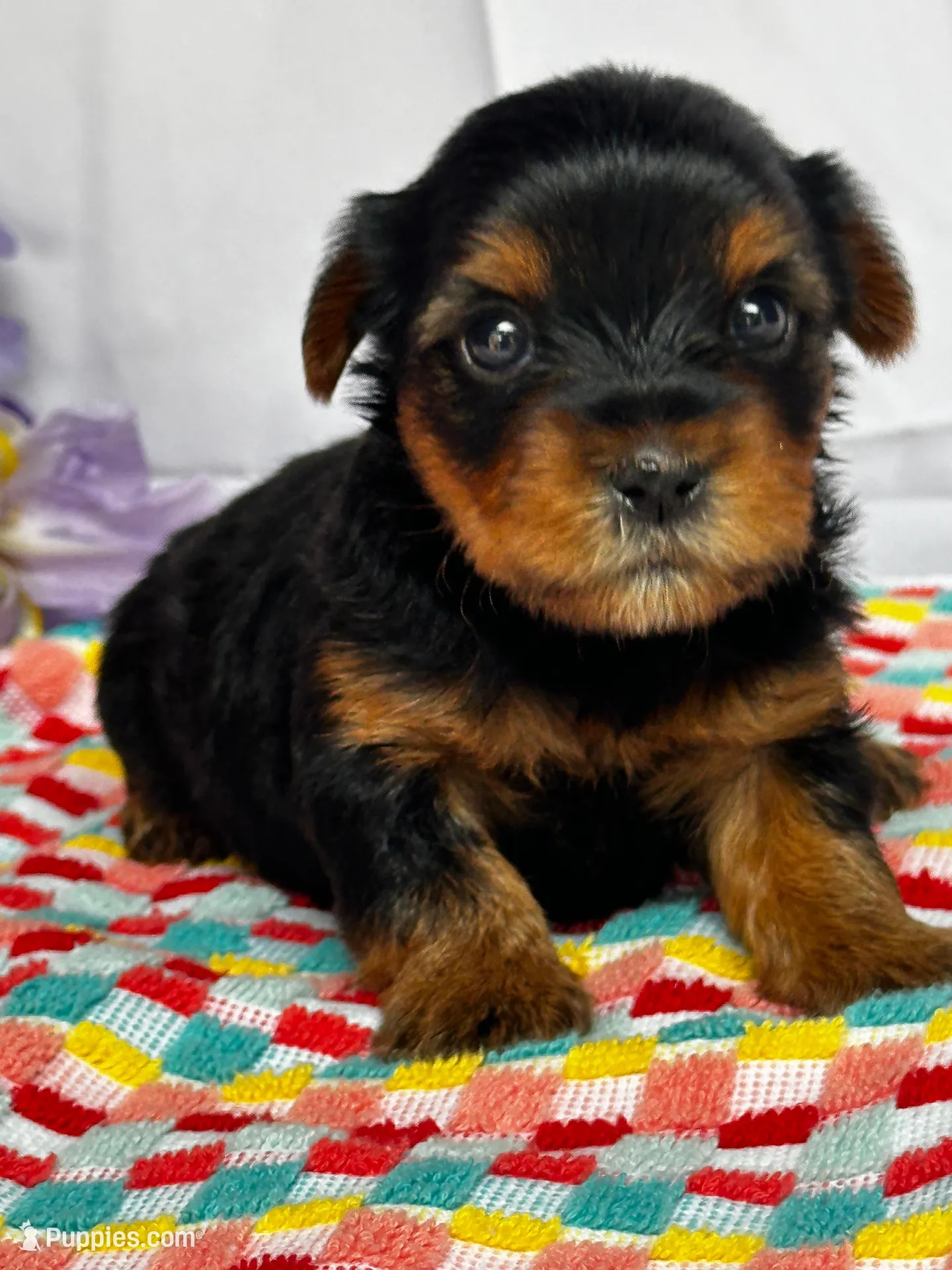 Yolanda, a female Yorkshire Terrier for sale in Mayslick, KY – Photo 1 of 9