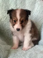 AKC Shadow, a male Shetland Sheepdog for sale in Mayslick, KY – 4 of 10