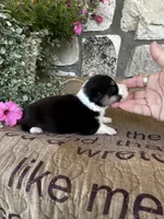 AKC Princess, a female Pembroke Welsh Corgi for sale in Mayslick, KY – 2 of 5
